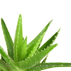 aloe_vera_vune